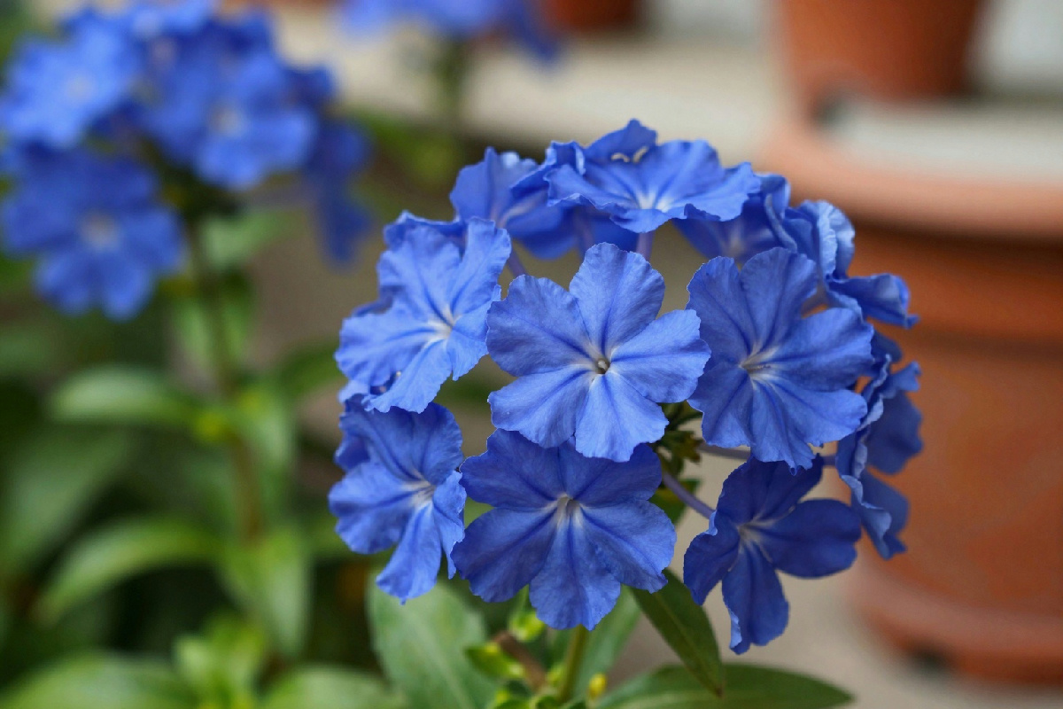 Fiorellini azzurri per il tuo balcone: gli occhietti della madonna ti faranno innamorare con il loro incanto